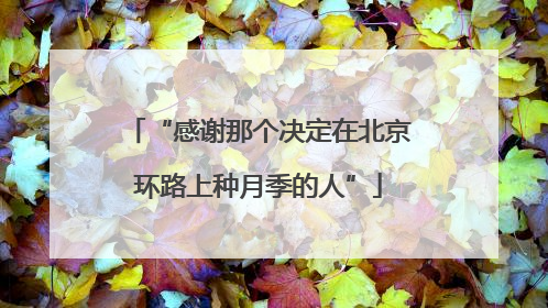 “感谢那个决定在北京环路上种月季的人”