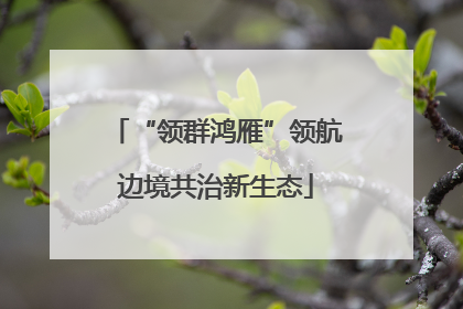 “领群鸿雁”领航边境共治新生态
