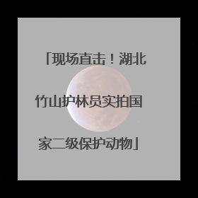 现场直击！湖北竹山护林员实拍国家二级保护动物