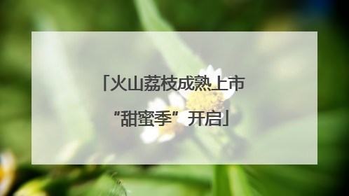火山荔枝成熟上市 “甜蜜季”开启