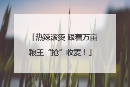 热辣滚烫 跟着万亩粮王“抢”收麦！