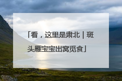 看，这里是肃北｜斑头雁宝宝出窝觅食
