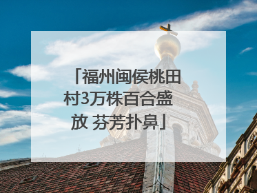福州闽侯桃田村3万株百合盛放 芬芳扑鼻