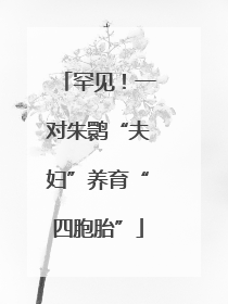罕见！一对朱鹮“夫妇”养育“四胞胎”