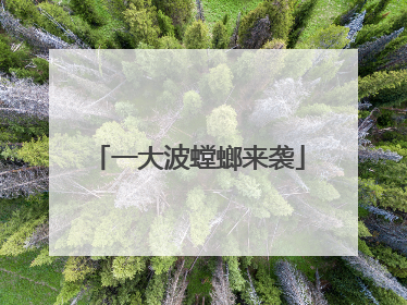 一大波螳螂来袭