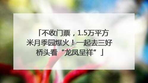 不收门票，1.5万平方米月季园爆火！一起去三好桥头看“龙凤呈祥”