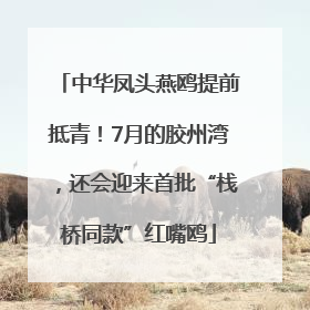 中华凤头燕鸥提前抵青！7月的胶州湾，还会迎来首批“栈桥同款”红嘴鸥