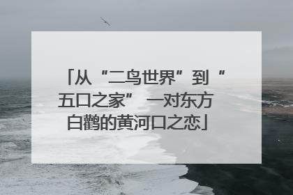 从“二鸟世界”到“五口之家” 一对东方白鹳的黄河口之恋