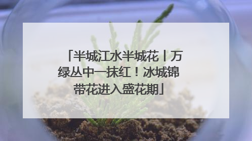 半城江水半城花丨万绿丛中一抹红！冰城锦带花进入盛花期