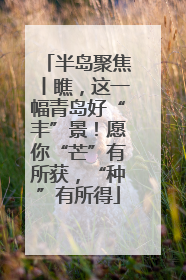 半岛聚焦丨瞧，这一幅青岛好“丰”景！愿你“芒”有所获，“种”有所得