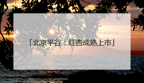 北京平谷：红杏成熟上市