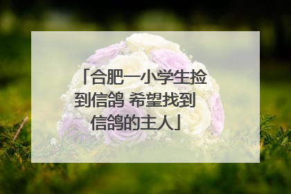 合肥一小学生捡到信鸽 希望找到信鸽的主人