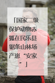 国家二级保护动物赤狐在民乐县锯条山林场产崽“安家”