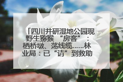 四川井研湿地公园现野生猕猴 “房客”：栖桥墩、荡线缆……林业局：已“请”到救助站，将放归自然