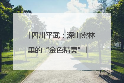 四川平武：深山密林里的“金色精灵”