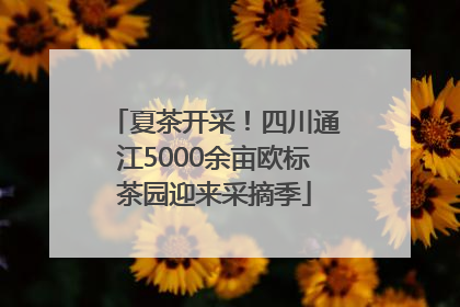 夏茶开采！四川通江5000余亩欧标茶园迎来采摘季