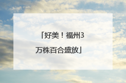 好美！福州3万株百合盛放