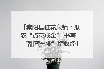 崇阳县桂花泉镇：瓜农“点花成金” 书写“甜蜜事业”增收经