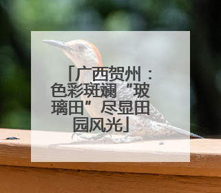 广西贺州：色彩斑斓“玻璃田”尽显田园风光