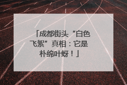 成都街头“白色飞絮”真相：它是朴绵叶蚜！