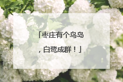 枣庄有个鸟岛，白鹭成群！