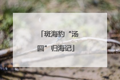 斑海豹“汤圆”归海记