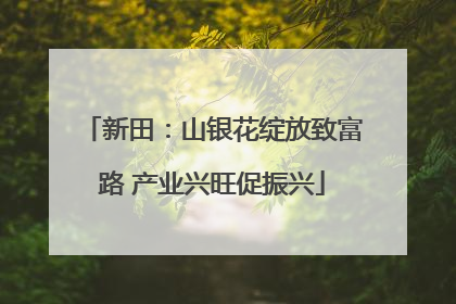新田：山银花绽放致富路 产业兴旺促振兴