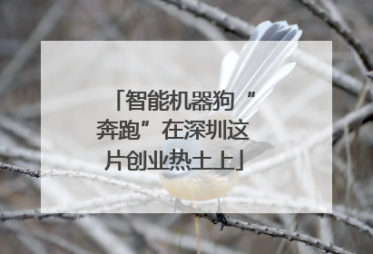 智能机器狗“奔跑”在深圳这片创业热土上