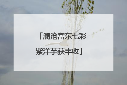 澜沧富东七彩紫洋芋获丰收