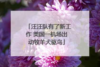 汪汪队有了新工作 美国一机场出动牧羊犬驱鸟