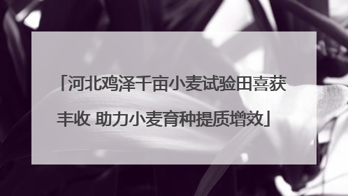 河北鸡泽千亩小麦试验田喜获丰收 助力小麦育种提质增效