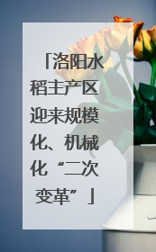 洛阳水稻主产区迎来规模化、机械化“二次变革”