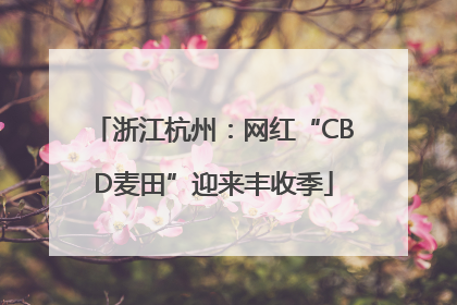 浙江杭州：网红“CBD麦田”迎来丰收季