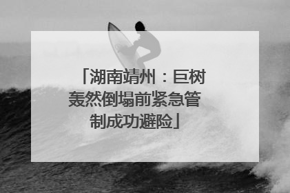 湖南靖州：巨树轰然倒塌前紧急管制成功避险