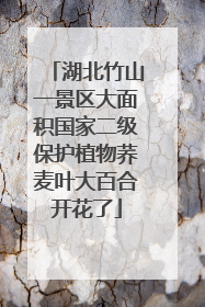 湖北竹山一景区大面积国家二级保护植物荞麦叶大百合开花了