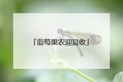 葡萄果农迎夏收
