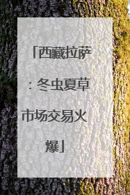 西藏拉萨：冬虫夏草市场交易火爆