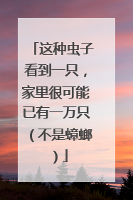 这种虫子看到一只，家里很可能已有一万只（不是蟑螂）