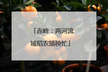 赤峰：两河流域稻农插秧忙