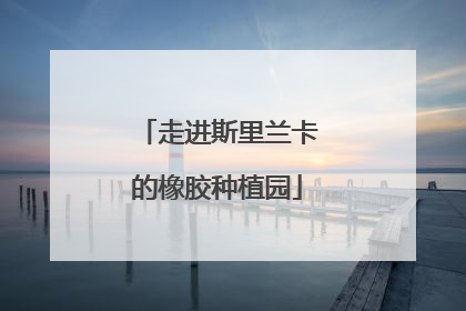 走进斯里兰卡的橡胶种植园