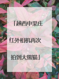 越西申果庄红外相机再次拍到大熊猫