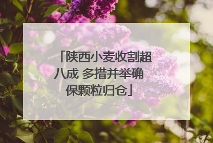 陕西小麦收割超八成 多措并举确保颗粒归仓