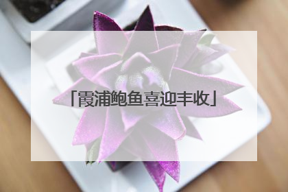 霞浦鲍鱼喜迎丰收