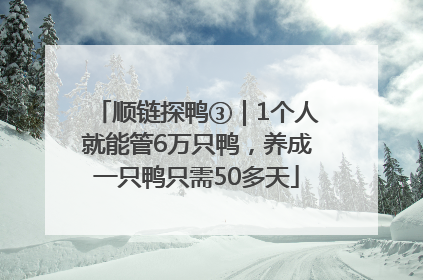 顺链探鸭③｜1个人就能管6万只鸭，养成一只鸭只需50多天