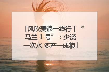 风吹麦浪一线行｜“马兰 1 号”：少浇一次水 多产一成粮