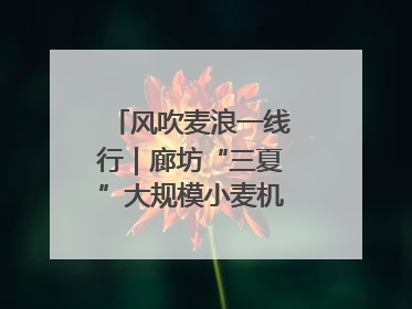 风吹麦浪一线行｜廊坊“三夏”大规模小麦机收全面开始