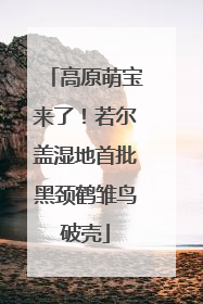 高原萌宝来了！若尔盖湿地首批黑颈鹤雏鸟破壳