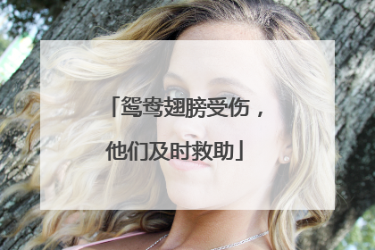 鸳鸯翅膀受伤，他们及时救助
