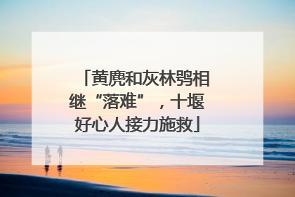 黄麂和灰林鸮相继“落难”，十堰好心人接力施救