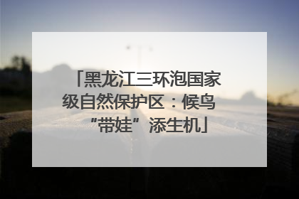 黑龙江三环泡国家级自然保护区：候鸟“带娃”添生机